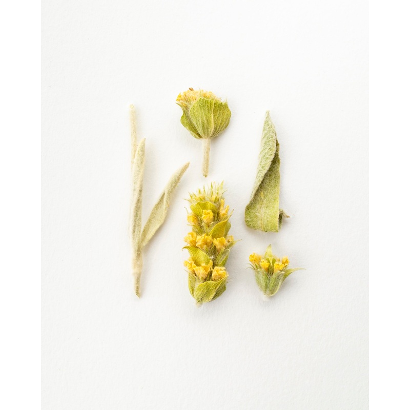 Greek Mountain – Herbal Tea