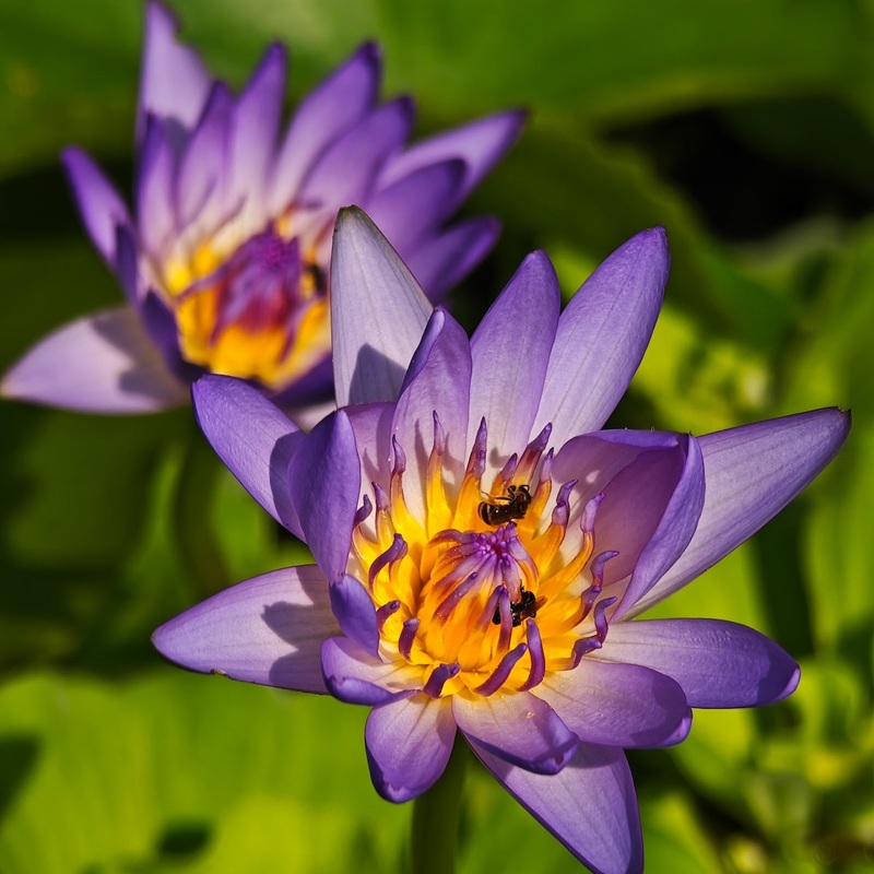 Blue Lotus Flowers|15 Flowers