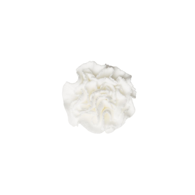 1 Carnation – Small/Bud – White