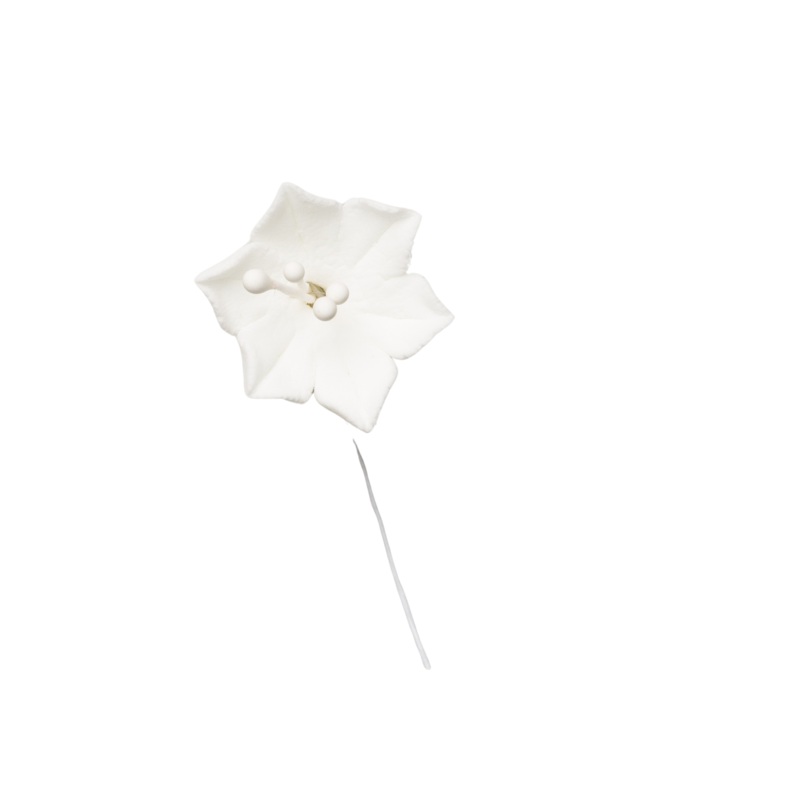 1 Agapanthus – White|Box|Piece